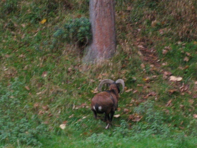 Saint-Michel - Borzée 2007